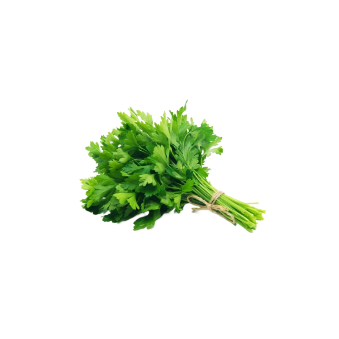 Cilantro