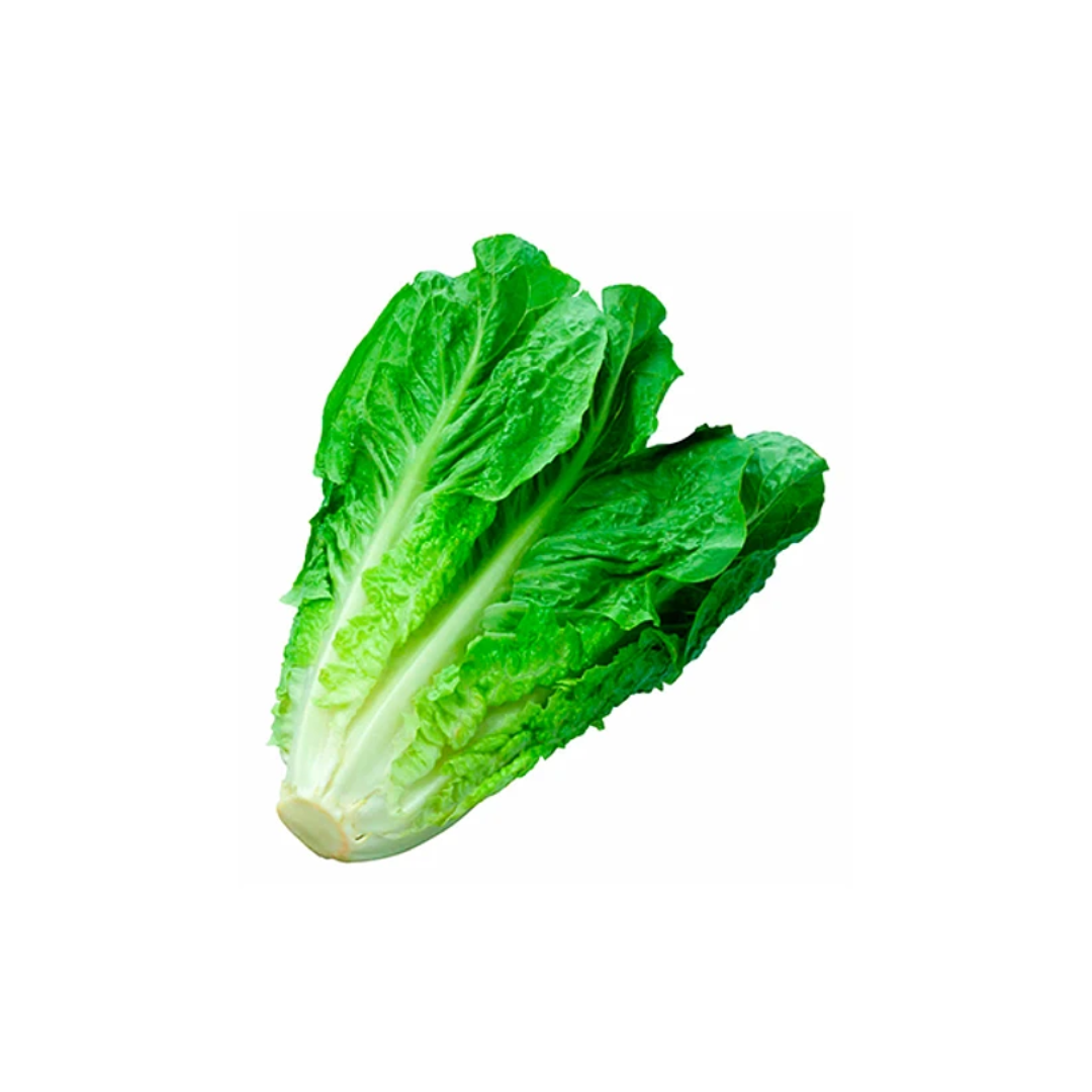Lechuga Costina
