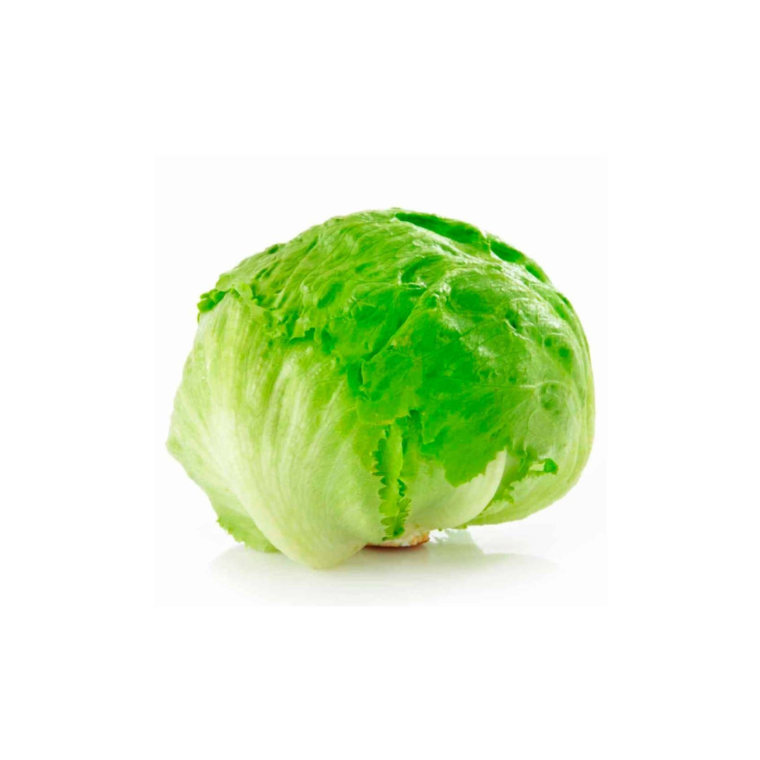 Lechuga Escarola