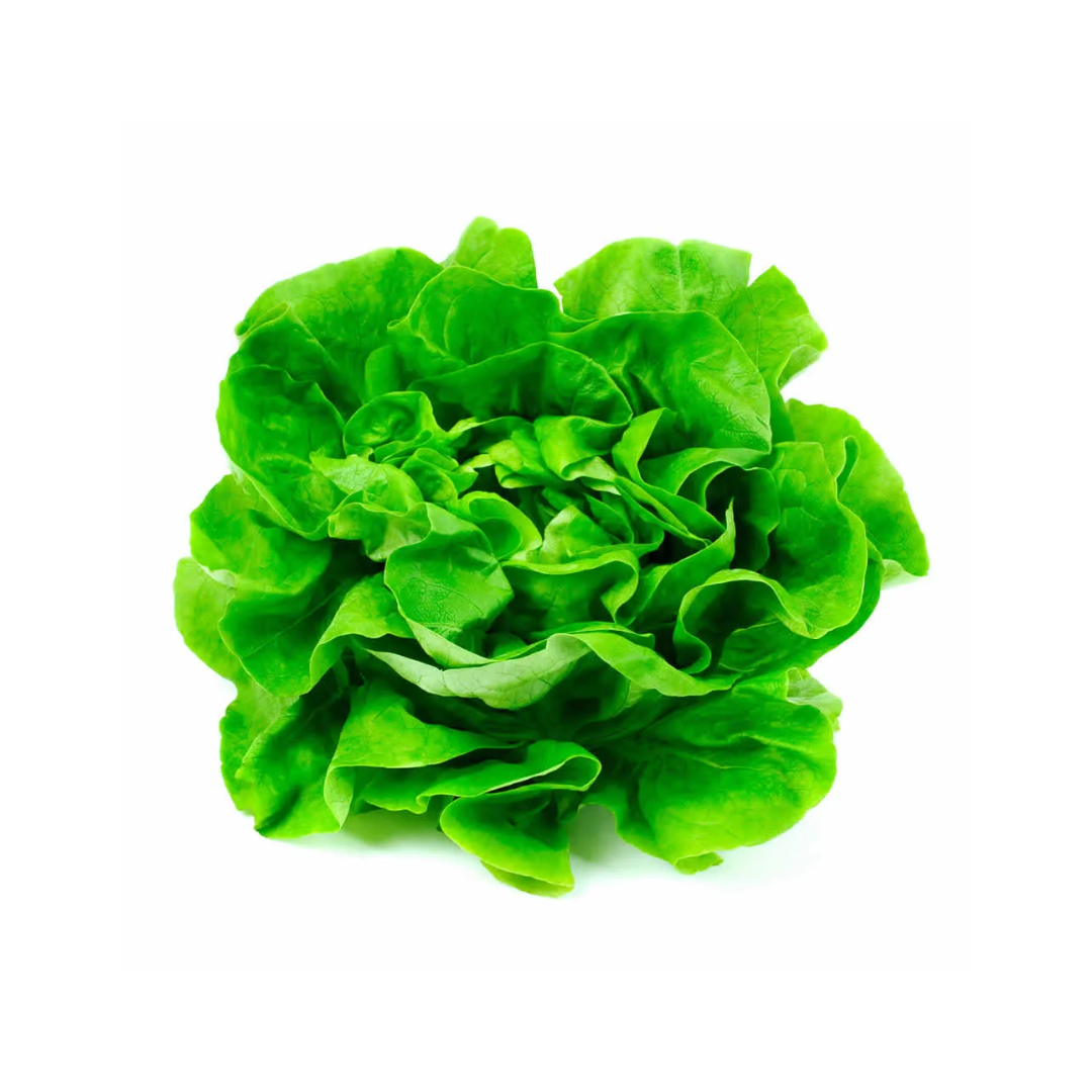 Lechuga Española