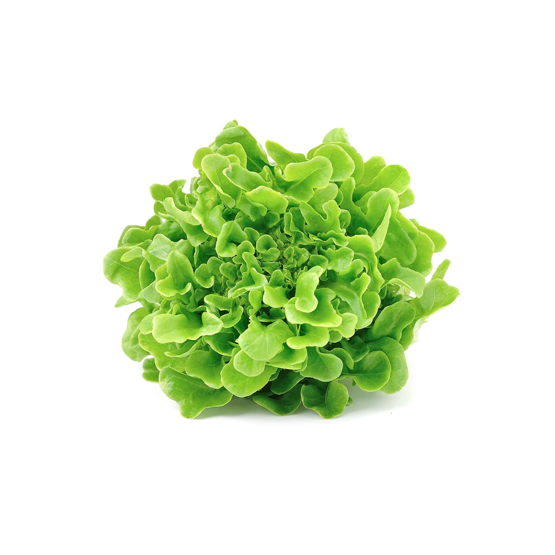Lechuga Marina