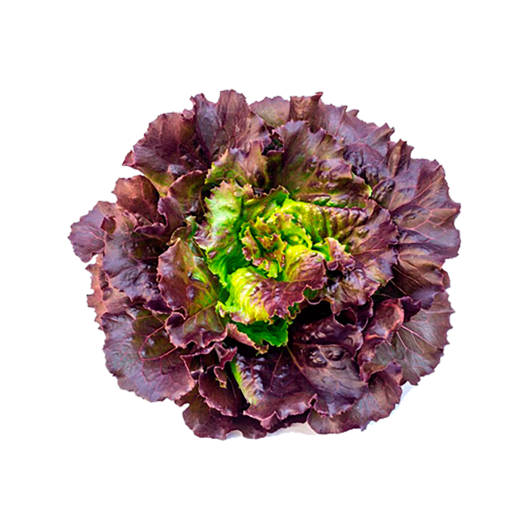 Lechuga Francesa